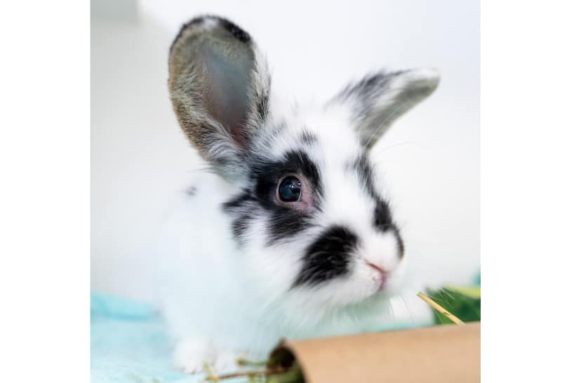 Pet rabbit