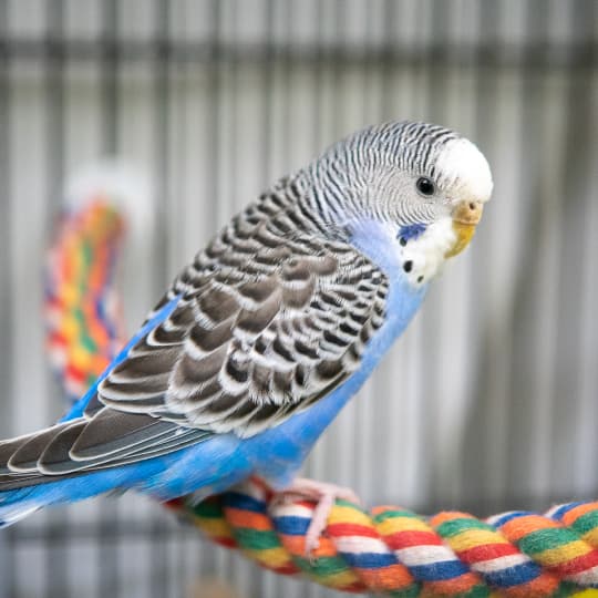 A bird stands on a rainbow braided rope in a wire cage.