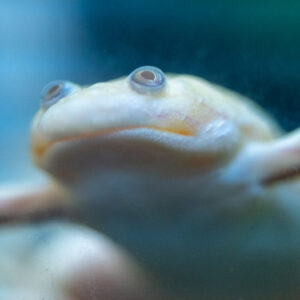 A frog swims underwater