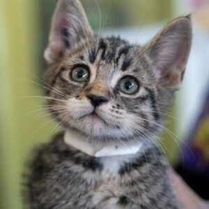 A tabby kitten wearing a collar.