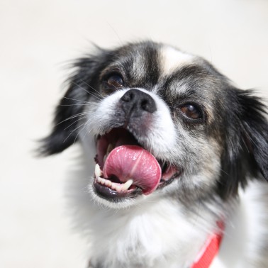 A small black and white dog sticks out their tongue