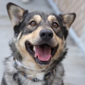 A large, happy dog with pointy ears and it's mouth open looks into the camera