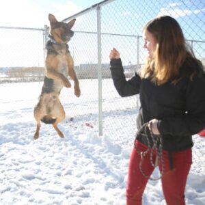 A person stands next to a dog jumping in the air outside in the snow