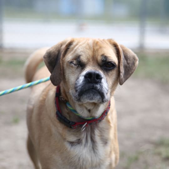 A dog with floppy ears and one eye stands on a leash outside.