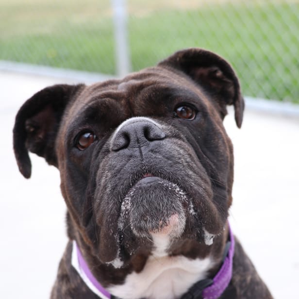 An adult dog with a droopy face looks into the camera