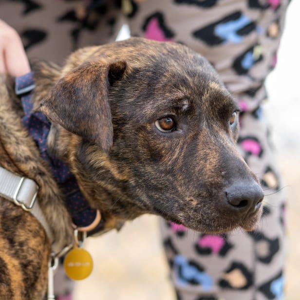 A person holds onto the collar of a medium-sized dog