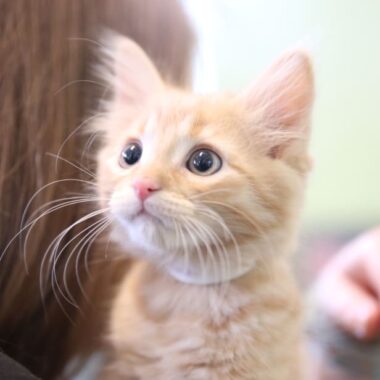 A small white and orange tabby kitten