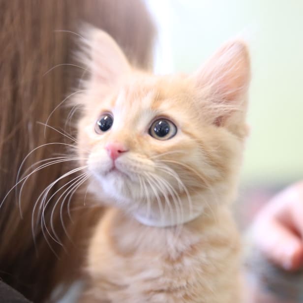 A small white and orange tabby kitten