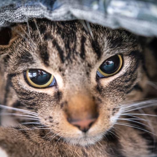 A close up photo of a brown tabby cat's face.