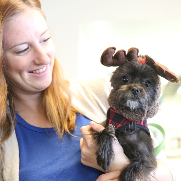 A person holds a small dog wearing reindeer antlers.