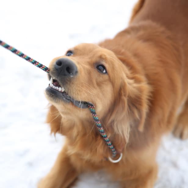 A golden retriever tugs on their leash in the snow