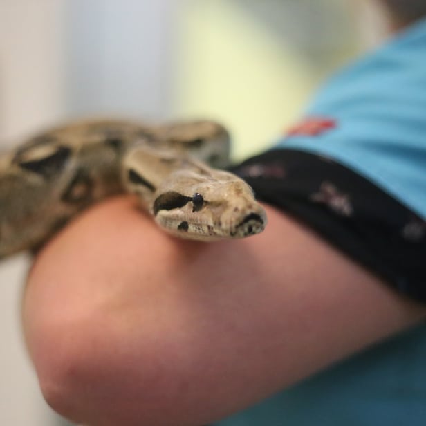 A snake rests on someone's arm