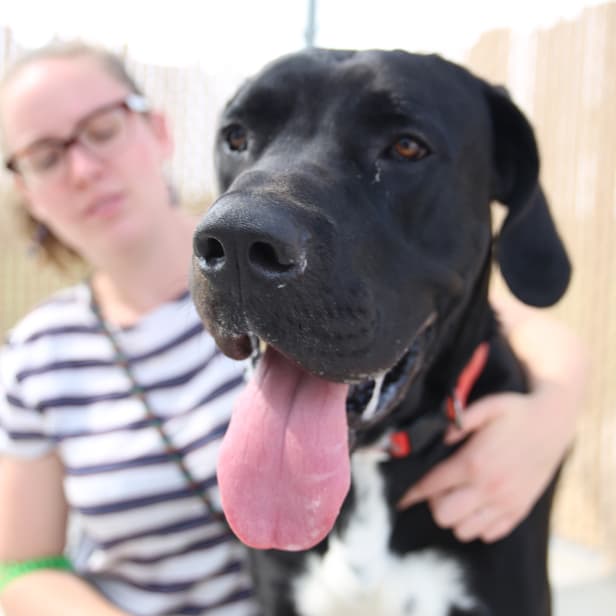 A person wraps an arm around a large, seated dog.