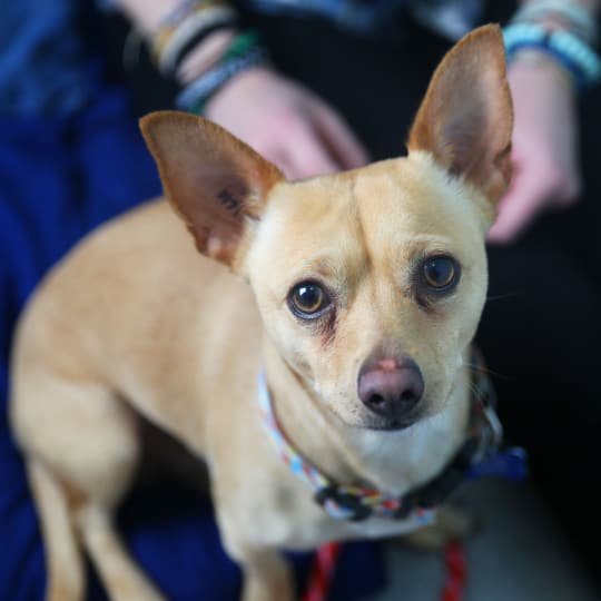 A small dog with short fur sits between someone's legs on the floor.