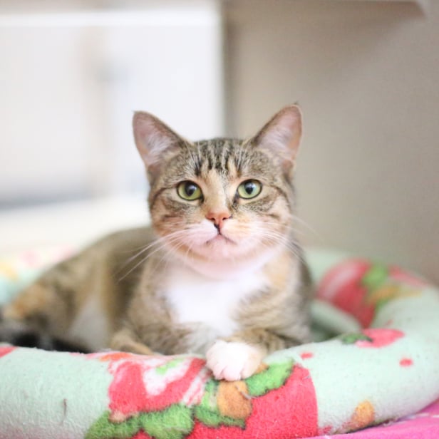 A small cat sitting in a cat bed