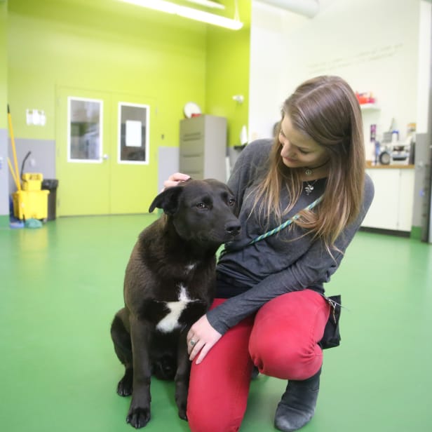 A person kneels while petting a medium-sized black dog.