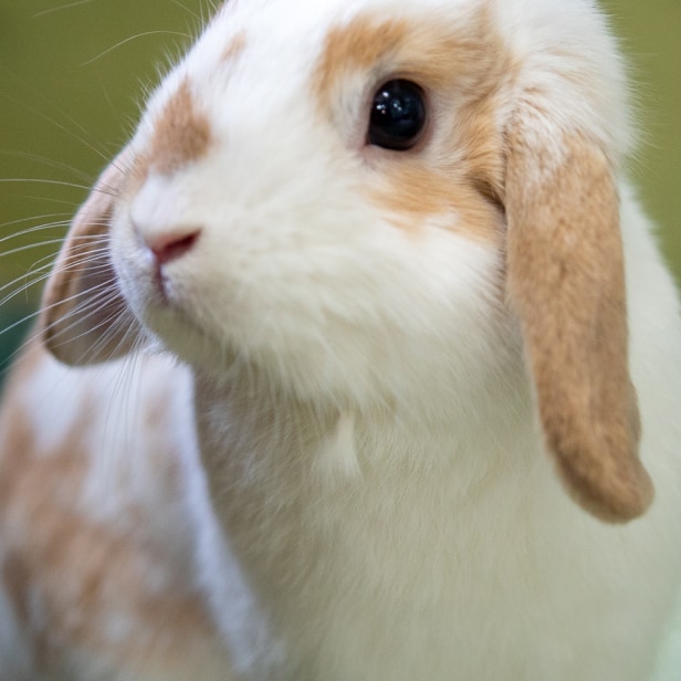 A small white and tan rabbit