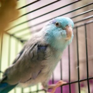 A small, tropical bird in a square, wire cage.