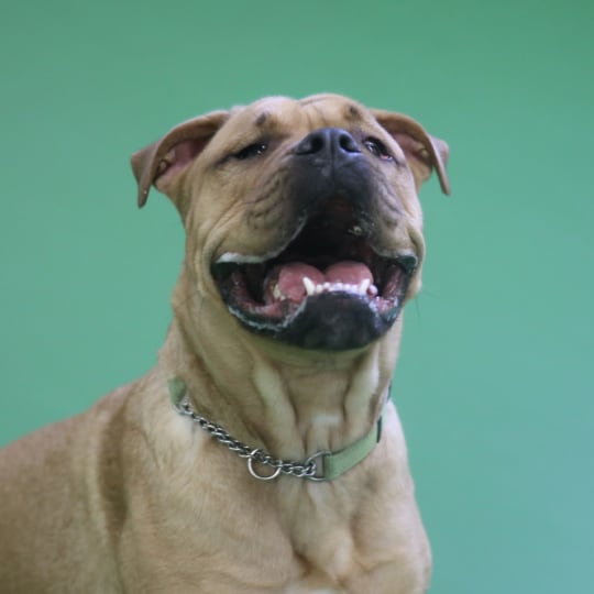A happy dog with floppy ears and an open mouth