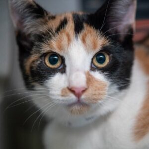 A white, black, and orange cat looks into the camera