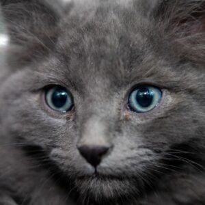 A close-up on the face of a grey kitten.
