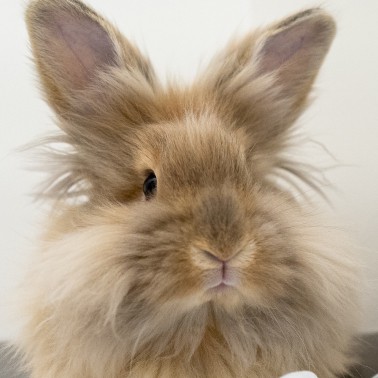 A long-haired, tan rabbit