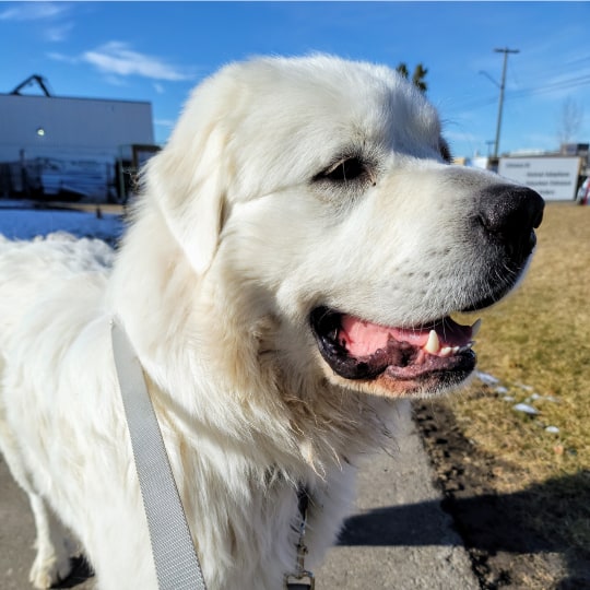 A large dog with white fur stands outside on a leash