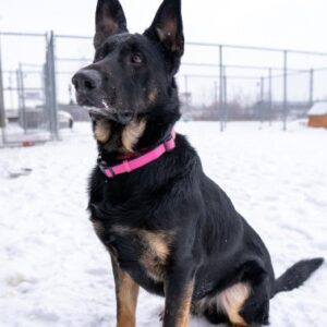 A black and brown dog with large ears outside, sitting in the snow.