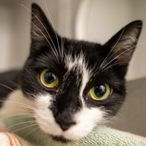 A black and white cat laying on a blanket looks into the camera