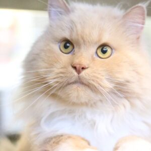 A white and tan, long-haired cat