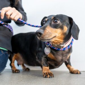 A dachshund stands looking to the left while a person holds their leash.