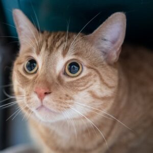 An orange tabby cat