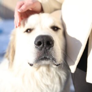 A person pets the head of a large, blond dog