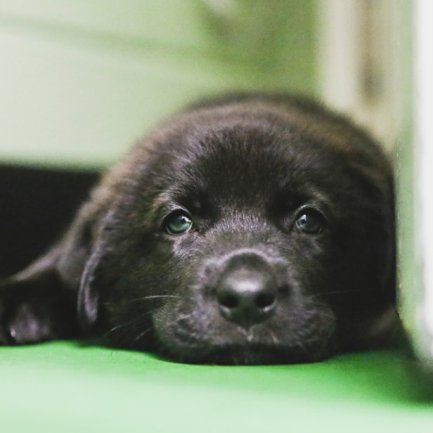 A black puppy lays down against a wall.