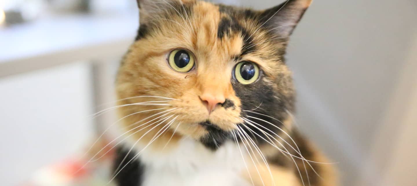 An orange and black adult cat