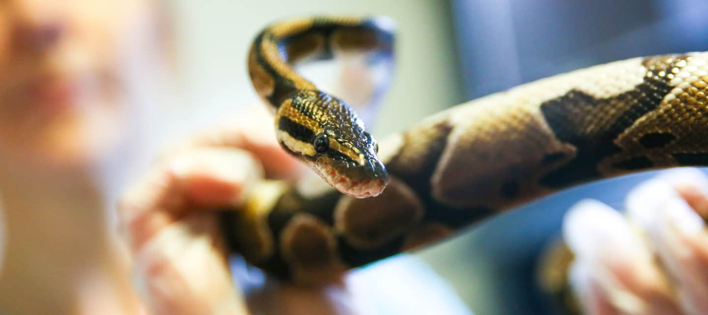 A snake being held by a person