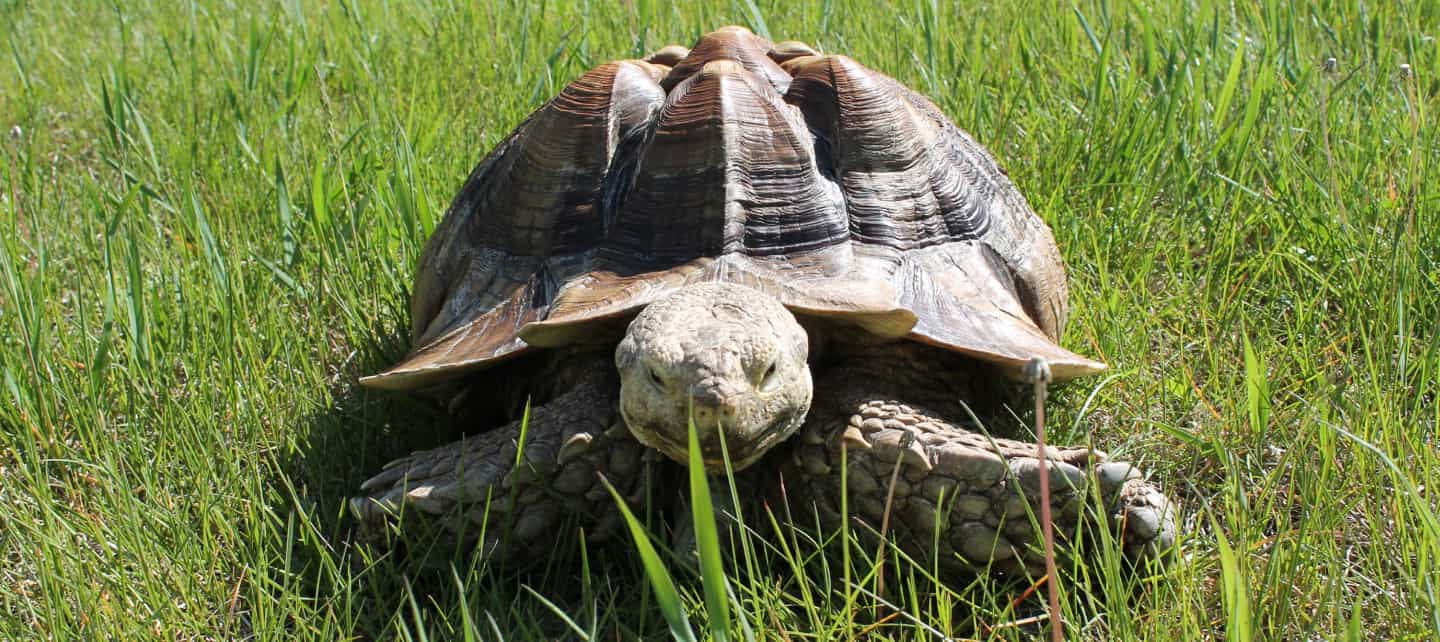 A tortoise in a field of grass