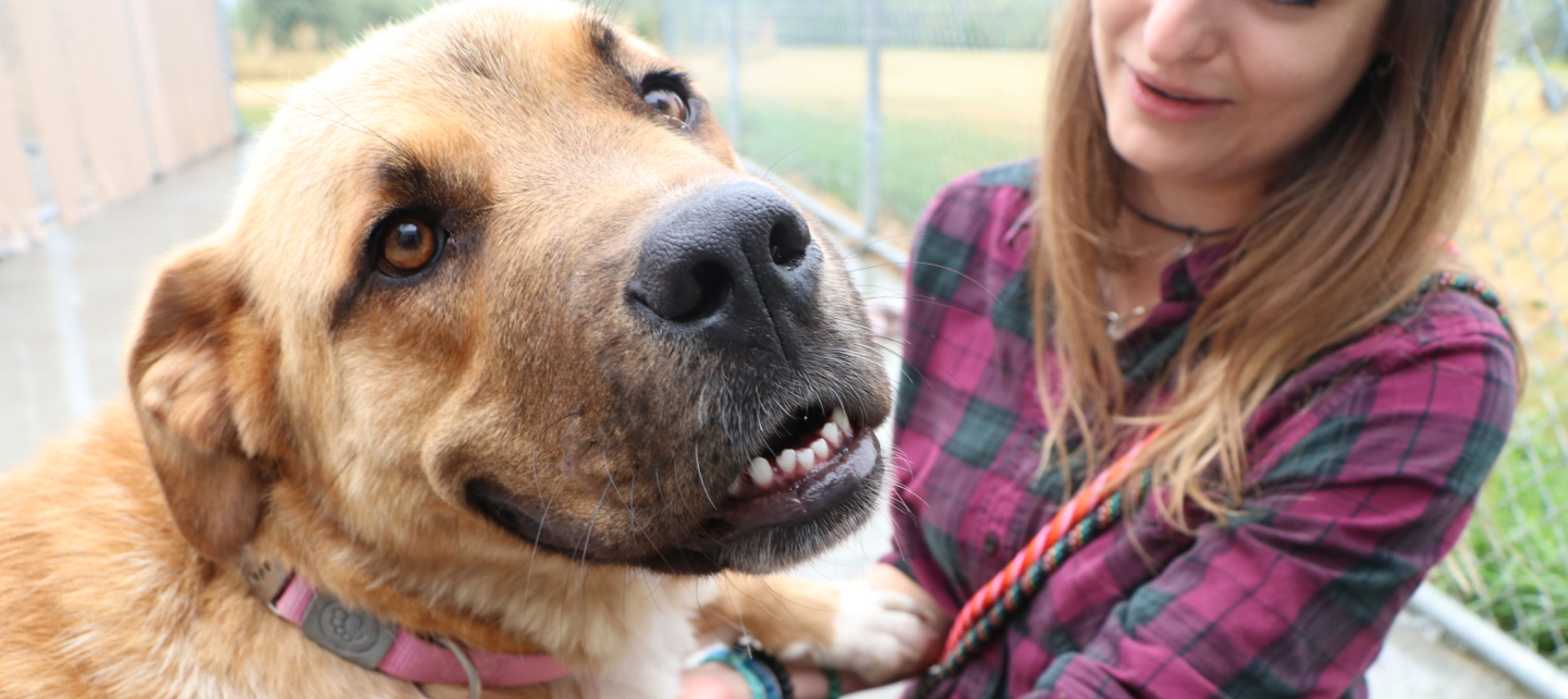 A large dog poses with a person.