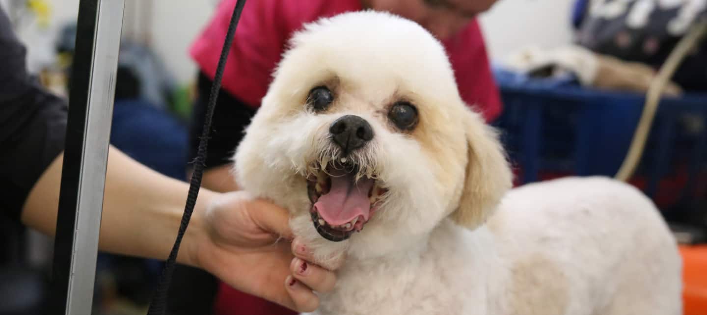 A fluffy white dog with their mouth open, looking into the camera.
