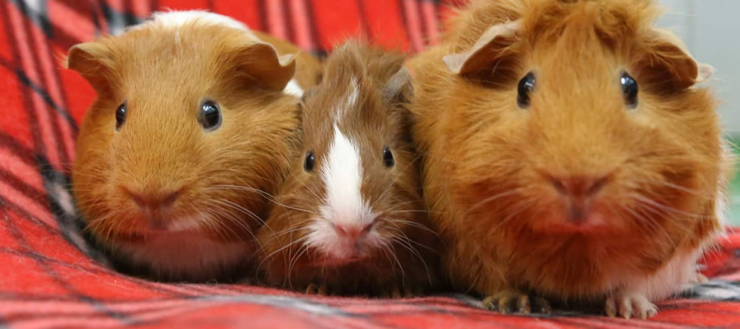 Three Guinea pigs lined up close together facing the camera