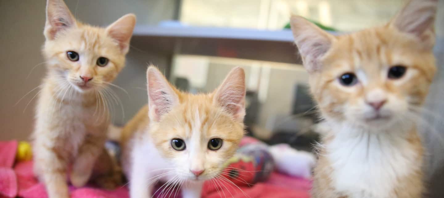 Three white and orange kittens looking into the camera.