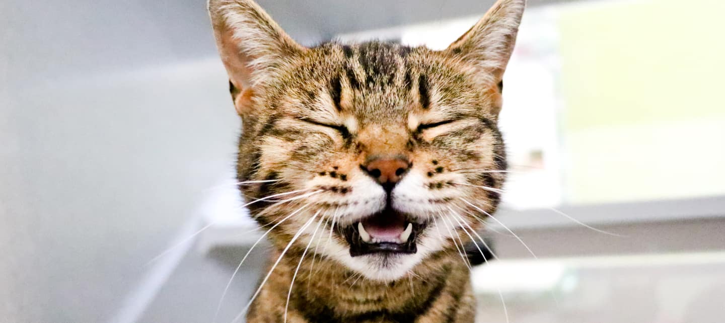 A brown tabby cat squints with an open mouth.