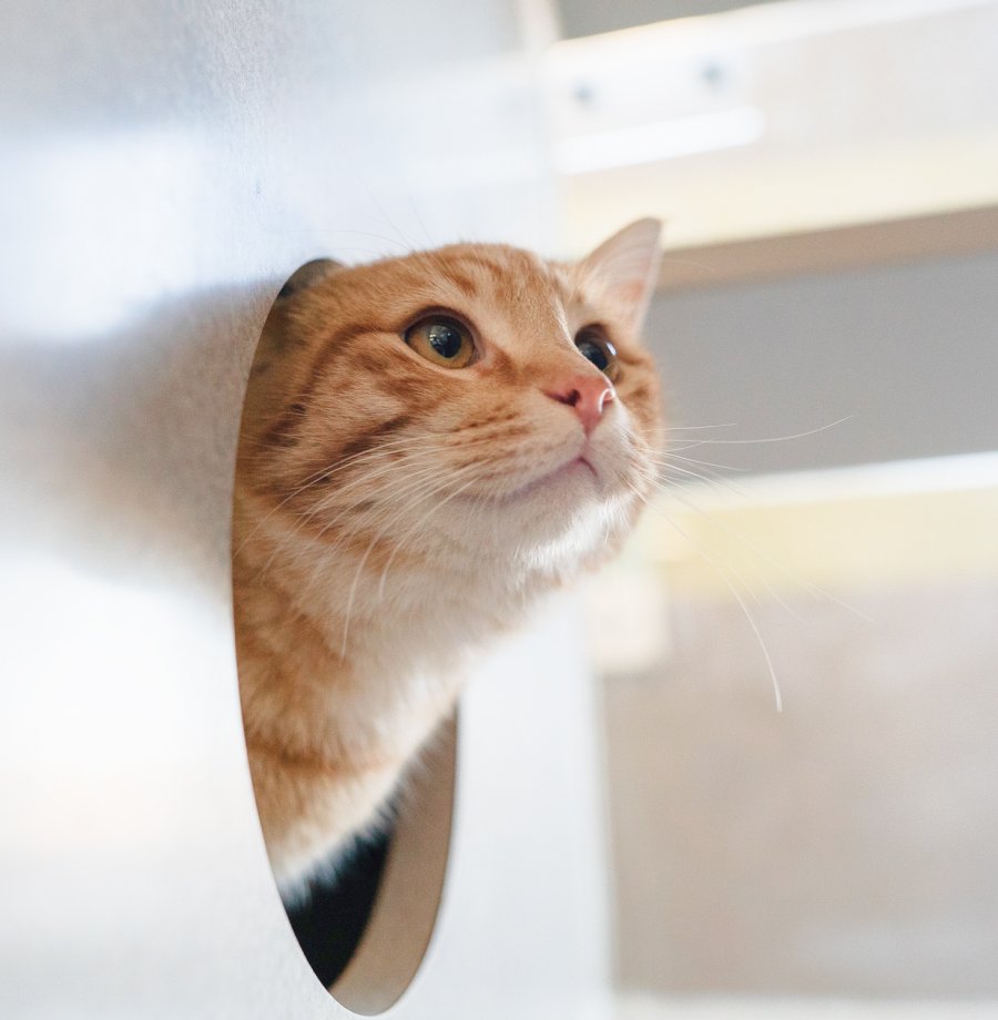 Barn cat sticking out of play hole