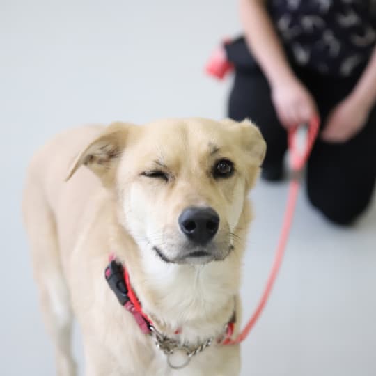 Yellow one-eyed labrador on a leash