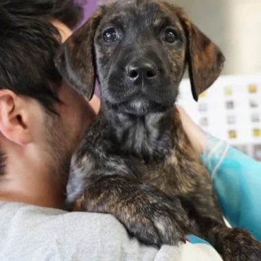 Man hugging his white and black dog