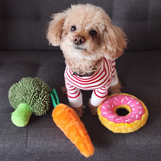 Cute dog with a sweater and surrounded by toys