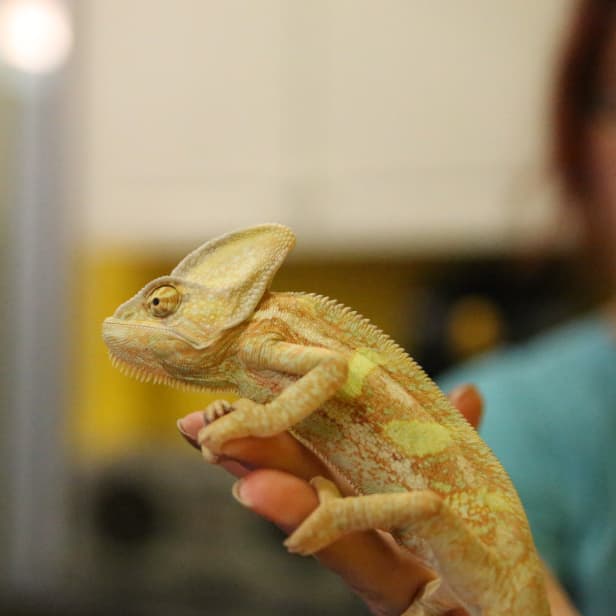 A yellow chameleon being held up with one hand