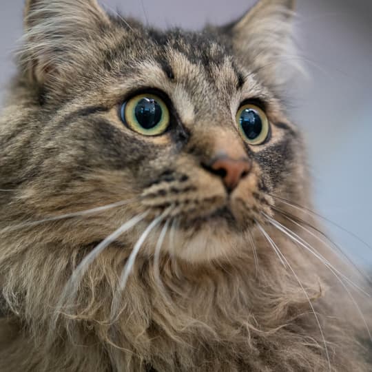 Close up of cat's face staring out with wide eyes