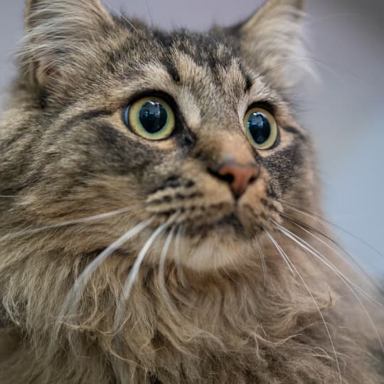 Youth Clubs | Calgary Humane Society Youth Clubs | Calgary Humane Society