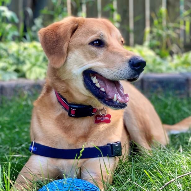 Happy dog with harness on sitting in the grass with their toy